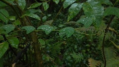 Passiflora bogotensis