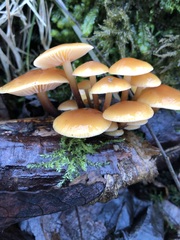 Flammulina velutipes