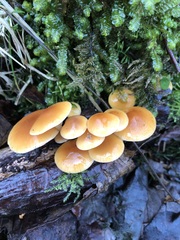 Flammulina velutipes