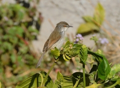 Prinia hodgsonii