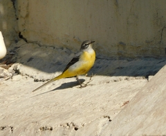 Motacilla cinerea