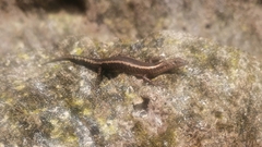 Cryptoblepharus africanus