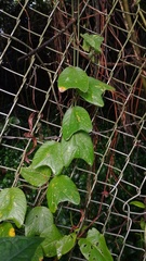 Passiflora bogotensis