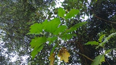Solanum stellatiglandulosum