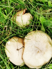 Agaricus arvensis