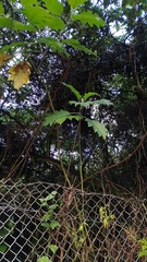 Solanum stellatiglandulosum