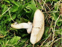 Agaricus arvensis