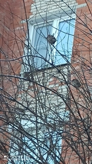 Passer domesticus