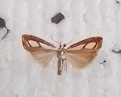 Catoptria myella