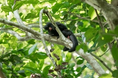 Chiropotes albinasus