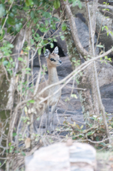 Oreotragus oreotragus