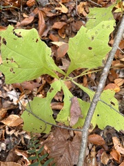 Smallanthus uvedalia