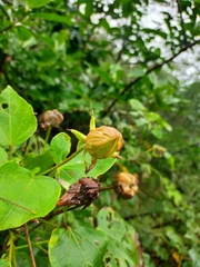 Hibiscus makinoi
