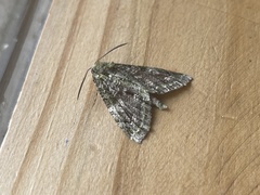 Triptila virescens