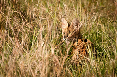 Leptailurus serval lipostictus