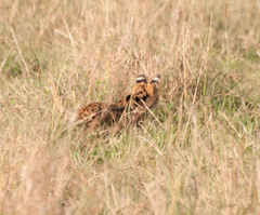 Leptailurus serval lipostictus