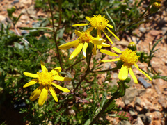 Senecio cardaminifolius