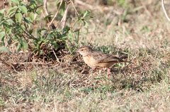 Mirafra rufocinnamomea