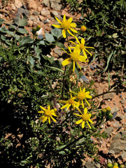 Senecio cardaminifolius