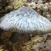 Pluteus velutinornatus - Photo (c) codfish, μερικά δικαιώματα διατηρούνται (CC BY-NC), uploaded by codfish