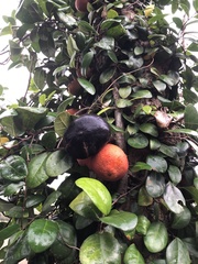 Ficus aurantiaca parvifolia