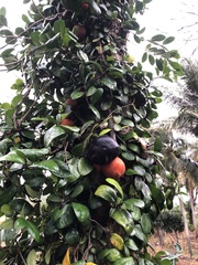 Ficus aurantiaca parvifolia