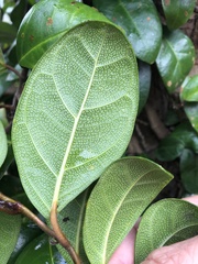 Ficus aurantiaca parvifolia