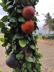 Ficus aurantiaca parvifolia
