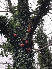 Ficus aurantiaca parvifolia