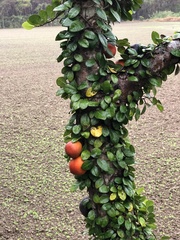 Ficus aurantiaca parvifolia