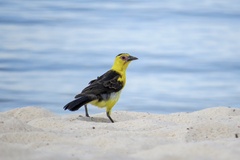 Gymnomystax mexicanus