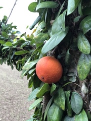 Ficus aurantiaca parvifolia