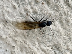 Camponotus