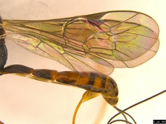 Australoglypta