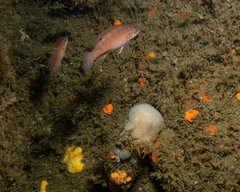 Tautogolabrus adspersus