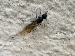 Camponotus