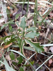 Quercus hemisphaerica