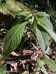 Rhynchotechum discolor