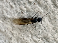 Camponotus