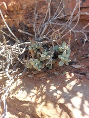 Adromischus marianiae