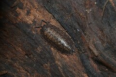 Porcellio monticola