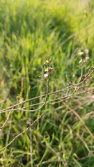 Polygonum equisetiforme