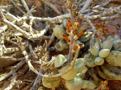 Adromischus marianiae