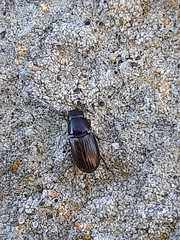 Aphodiini