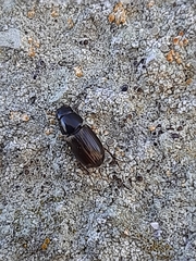 Aphodiini