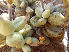 Adromischus marianiae