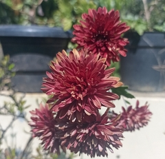 Dahlia pinnata