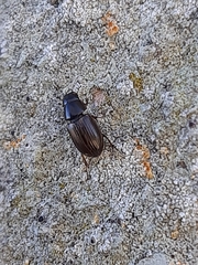 Aphodiini