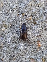 Aphodiini