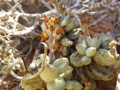 Adromischus marianiae